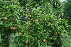 Image result for Pyrus pyrifolia