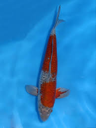 ドイツ鯉 - 錦鯉販売 株式会社 鱗～うろこ～