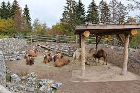 mongolische steppe zoo zurich vetschpartner landschaftsarchitekten ag tierlebensraume zoo landschaftsarchitekt