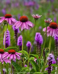 Nowoczesny Maly Ogrodek Miejski Projektowanie Pielegnacja Ogrodow I Tarasow Architekt Krajobrazu Torun Gdynia Aurea Flowers Perennials Echinacea Liatris