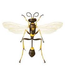 Stinging pest control and removal service for mud dauber wasps in the seattle, bellevue, tacoma, everett and the greater puget sound area. Mud Daubers