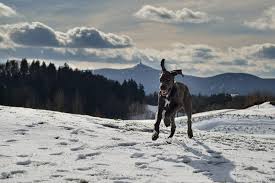 Wobbler S Syndrome In Dogs Signs Symptoms Canna Pet