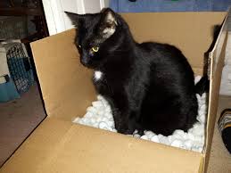 There are definitely some risks associated with giving cats peanut butter. Daisy S Packing Peanuts Party Life With Cats