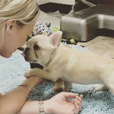 Names french bulldog puppies please enjoy our french bulldogs! Celebrity French Bulldogs 99 Awesome Frenchie Name Ideas