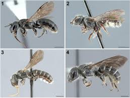 Image result for Dewevrella cochliostema