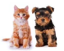 To … top 6 best dachshund breeders in illinois (il) state 2021 read more » Midwest Dachshund Rescue Wheaton Il May 15 2021