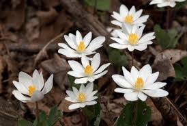 We did not find results for: Early Spring Ephemeral Wildflowers Northern Virginia Soil And Water Conservation District