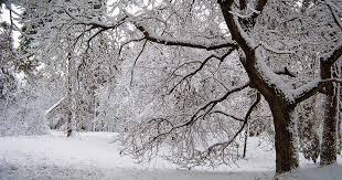 How To Prepare Your Trees For Winter Gardener S Path Find images of snow trees. how to prepare your trees for winter