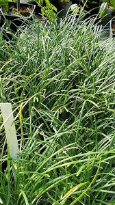 Image result for Ophiopogon