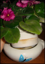 Kevin i have my mother plant in a self watering african violet pot. Watering African Violets 101 Different Strokes For Different Folks Dave S Garden