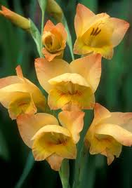 Image result for Gladiolus dalenii