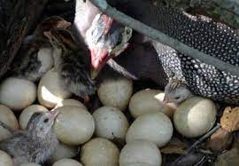 Telur ayam mutiara menetas berapa hari. Kapan Homekeeper Mulai Membawa Telur Dan Berapa Banyak Ketika Ceshard Mulai Membawa Telur