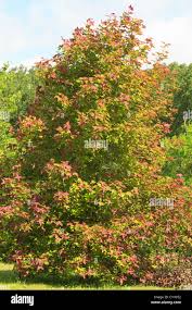 Image result for Liquidambar formosana