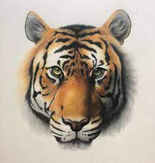 Original framed colored pencil drawing of a tiger new. Tiger S Eye Drawing By Victoria D Artmajeur
