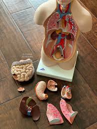 Easy to remove and assemble the different parts,enough details for kids to understand where things go and how they fit together.great for classroom or at home.great for anyone who interested in anatomy, nursing. Recommended Human Anatomy Toys Science Gifts For Kids