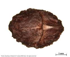 Image result for Psydrax livida