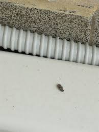 Le tue foto digitali stampate in alta qualità con le migliori tecnologie disponbili, per garantirti sempre delle stampe fedeli alle tue immagini digitali. Feci Di Topo