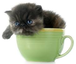Located in central florida 🐾 specializing in white, golden, and chinchilla silver doll face teacup persian kittens for sale💕 © photos are our own. Teacup Cats And Miniature Cats A Complete Guide