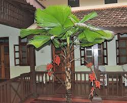 Image result for Licuala grandis