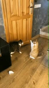 Get ready for the latest and the greatest gifs of today. Funny Cats Gifs Get The Best Gif On Giphy