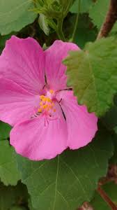 Image result for Pavonia senegalensis