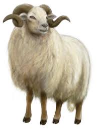 Bekijk meer ideeën over schapen, dieren tekenen, tekenen. Drents Heideschaap