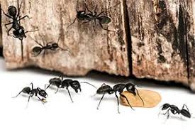 It's very convenient, cheap and safe mean for home pest extermination. Top 9 Best Pet Safe Ant Killer Spray 2021 Updated Review Buyer S Guide