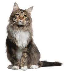 When the little white cat went away from the castle he ran as fast as he could up hill and down dale, and never stopped until he came to the prince of the she is in the castle of the giant trencoss, in the valley beyond the mountains. i will set out there at once, said the prince and i will challenge the. The Cat Bible