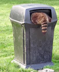 Waschbaren Vertreiben Waschbar Vertreiben Natur Tiere