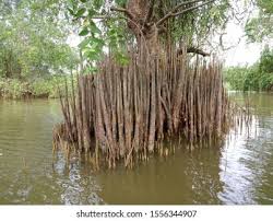 Image result for Sonneratia