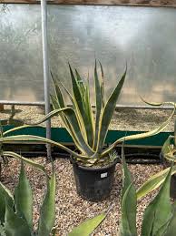 Image result for Agave americana