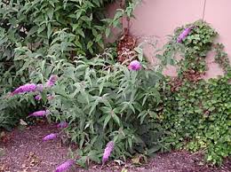 Image result for Buddleja pulchella