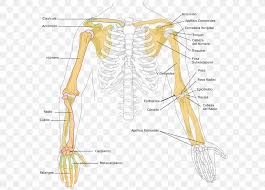 Collection by mario tokar • last updated 10 days ago. Arm Bone Anatomy Anatomy Drawing Diagram