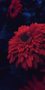 خلفيات جميلة جدا مميزة و رائعة و منوعة افضل خلفيات طبيعة و ورود جميلة و خلفيات اطفال و عصافير و دلالات حب و رمزيات رومانسية بتصاميم رائعة تحميل خلفيات تصميم فوتوشوب psd png vector موقع اسكتشات صور خلفيات سوداء بجودة hd جميلة وكبيرة للتصميمات. ØµÙØ± Ø®ÙÙÙØ§Øª Ø¨ÙØ§Ù Ø´Ø§Ø±Ù Ø§ÙØ¬Ø¯ÙØ¯ Ø®ÙÙÙØ§Øª Black Shark Ø±ÙØ¹Ø© Ø¨Ø¬ÙØ¯Ø© Ø¹Ø§ÙÙØ© 4k Ø¹Ø§ÙÙ Ø§ÙØµÙØ±