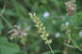 Image result for Cenchrus incertus