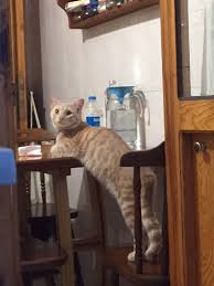 Capkin Yuva Ariyor Kedi