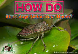 You see the insect or the damage it causes. How Do Stink Bugs Get Into Your House Pest Pointers Tips For At Home Pest Control