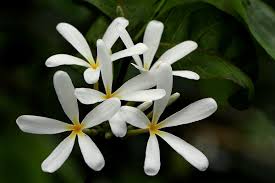 Image result for Saba comorensis