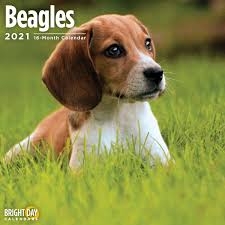 Shop for glass storage jars at bed bath & beyond. 2021 Beagles Wall Calendar Walmart Com Walmart Com