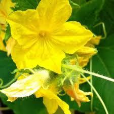 Image result for Cucumis hirsutus