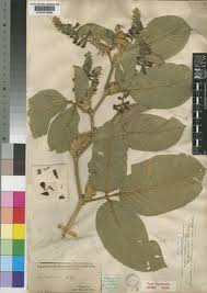 Image result for Eriosema flemingioides