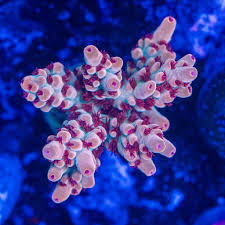 Image result for Cremaspora