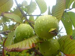 Nah, itulah resep dan cara membuat jus buah jambu biji merah yang enak dan mudah dibuat di rumah. Jambu Batu Wikipedia Bahasa Melayu Ensiklopedia Bebas