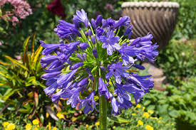 Image result for Agapanthus codii