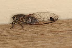 Image result for Kotschya speciosa