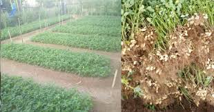 Untuk lebih jelasnya mari kita baca uraiannya berikut ini. Cara Tanam Kacang Tanah Tanpa Guna Racun Serangga Tapi Hasil Banyak Impiana