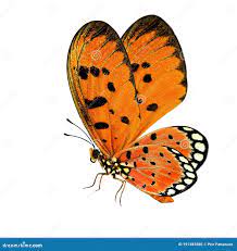 白色背景中，美丽的橙色蝴蝶黄褐海燕尾形全翅被吸引库存照片. 图片包括有花梢, 影子, 地点, 野生生物- 191383580