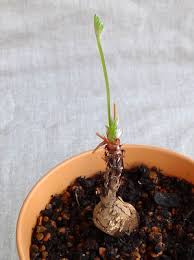 Image result for Pelargonium luridum