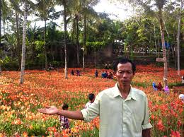 Amarilis atau hippeastrum, adalah bunga tropis yang berasal dari afrika selatan.1 x teliti sumber umbi amarilis disanjung oleh para pekebun karena mudah ditanam dan ditanam kembali setelah. Kisah Sukadi Selamatkan Amarilis Awalnya Musuh Kini Incaran Warga Mongabay Co Id