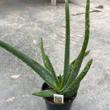 Image result for Aloe barendii